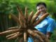 Индонезия и госкомпания PT Pertamina объявили о планах в этом году начать производство биоэтанола из сахарного тростника и маниоки
